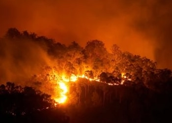 Foresta in fiamme, Credit iStockphoto