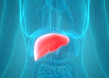 Fegato, Credit iStockphoto