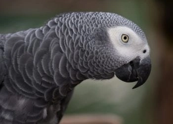 Esemplare di Pappagallo Cenerino, Credit Pixabay.