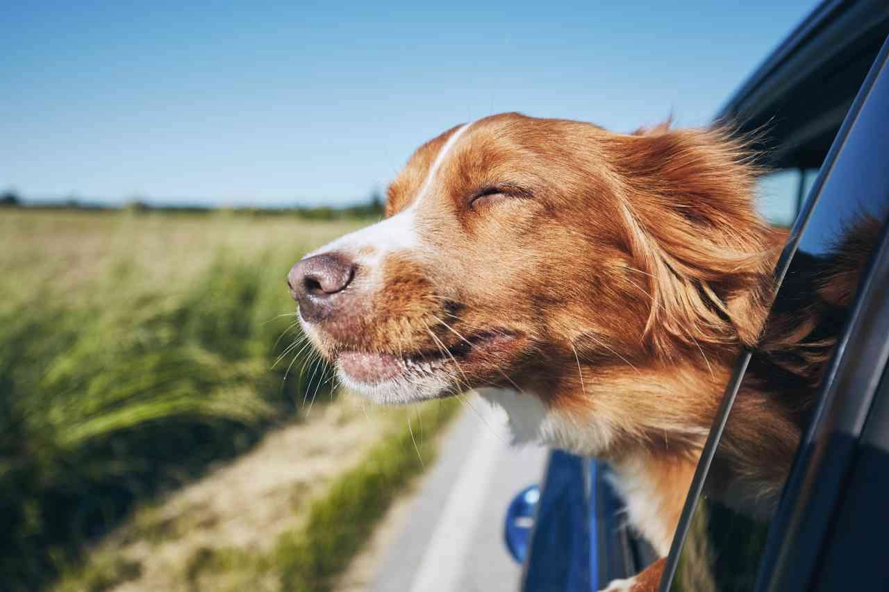 Un cane affacciato al finestrino, Credits iStockPhoto