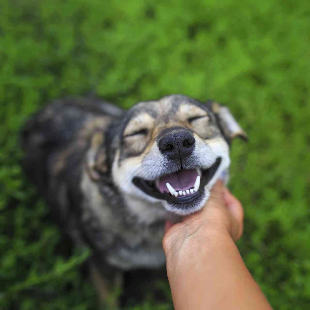 Coccolare il cane, Credits iStockPhoto