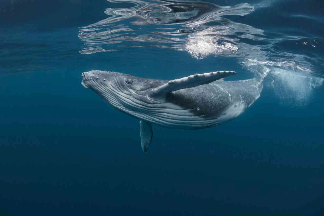 Balena, Credits iStockPhoto