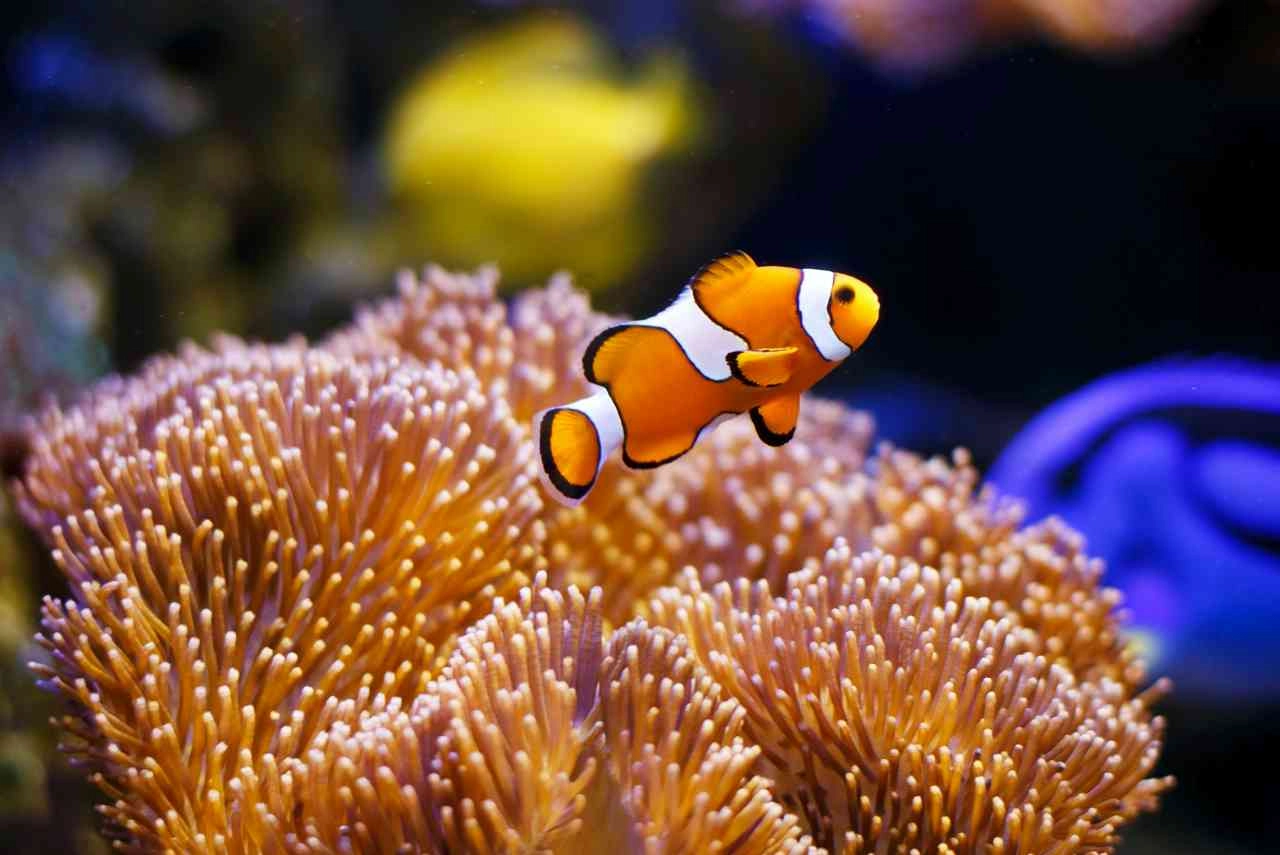 Pesce pagliaccio, Credits iStockPhoto