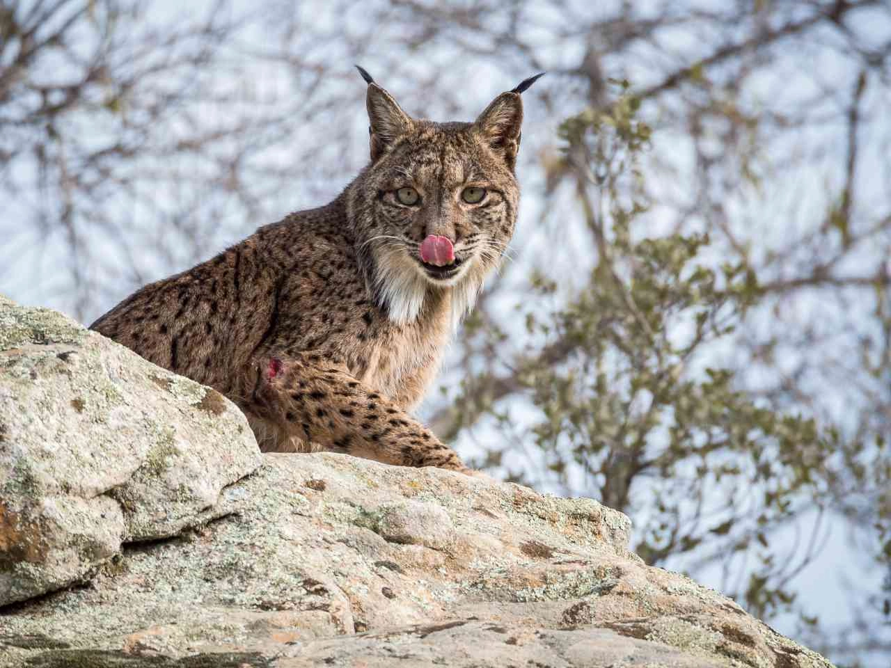 Lince Pardina, Credits iStockPhoto