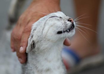 come-accarezzare-il-tuo-gatto-senza-fargli-male